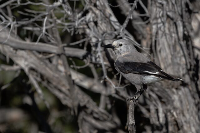 A gray bird perched on a narrow branch in front of textured tree trunks