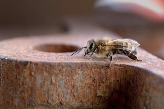 A honeybee resting on a weathered red brick