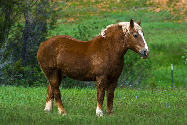 A chestnut horse with a light mane standing in a grassy meadow