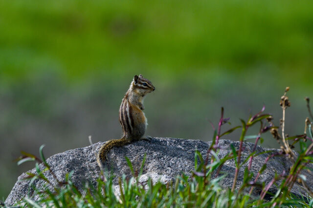 A chipmunk standing upright on a rock with its tail trailing behind