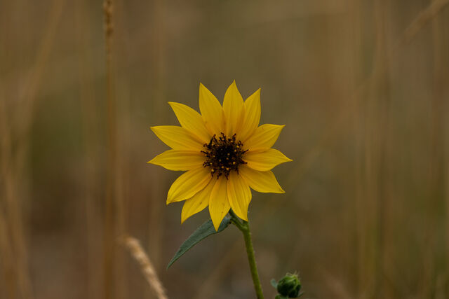 A single yellow wildflower against a softly blurred golden background