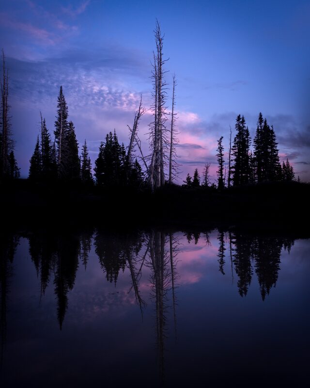 Evergreen trees and a bare trunk reflected in still water beneath a blue and pink twilight sky