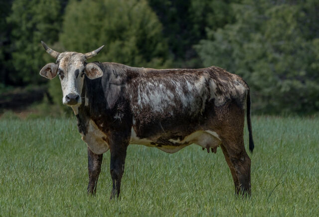 A horned brown and white cow standing in a green meadow