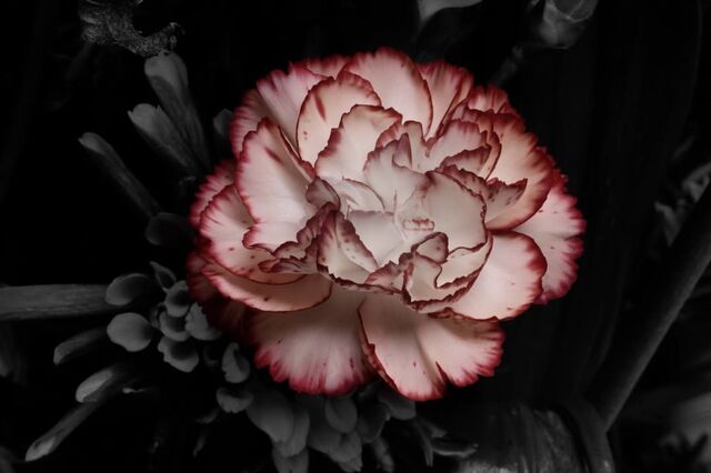 A white carnation with deep pink edges against dark leaves