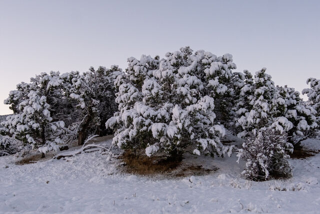 Snow piled on evergreen branches beneath a pale winter sky