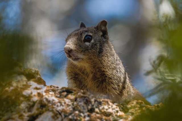 A squirrel looking over a rocky ledge with soft foliage behind it