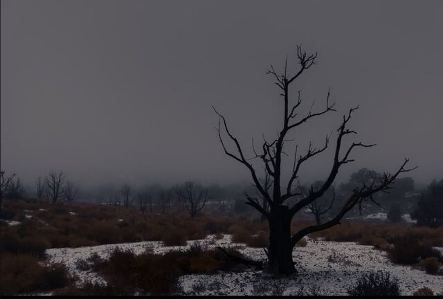 A bare tree in a misty landscape with patches of snow